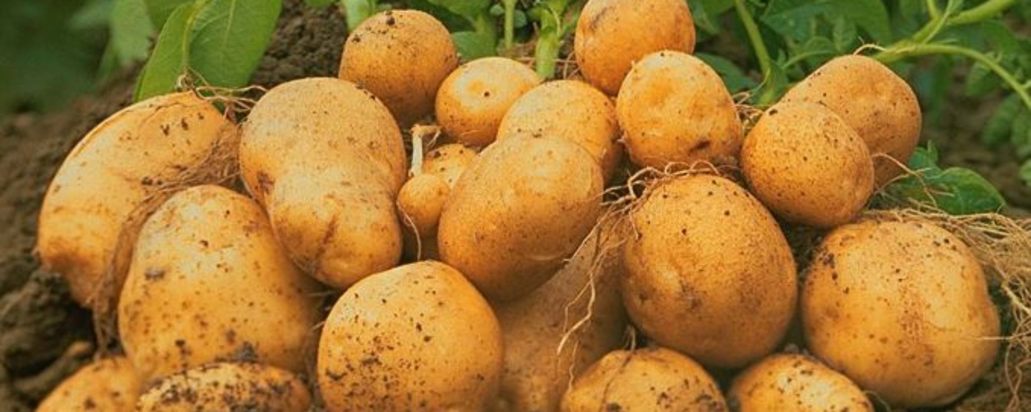Patates